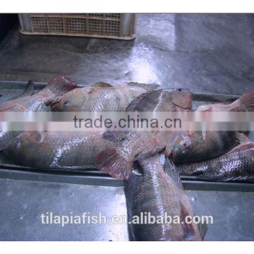 Frozen tilapia wholesale price is cheaper than before