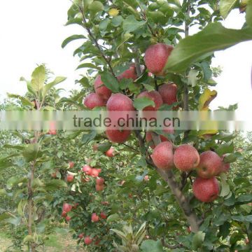 Fresh Chinese Qinguan Apple for export
