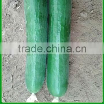 CU17 Ding f1 hybrid smooth green chinese cucumber seeds 16 to 18cm