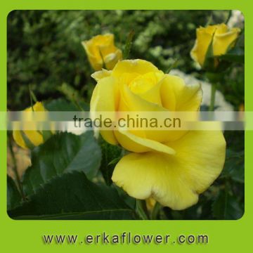 Natural top sell cheap flower in African rose