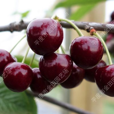 Kordia  Cherry seedling