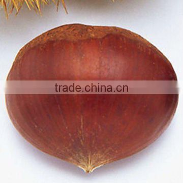 chestnuts export
