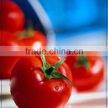 Aseptic packing tomato paste