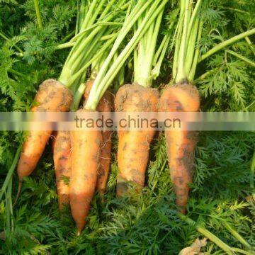 chinese carrot