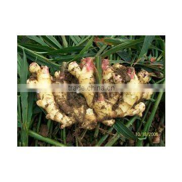 Promotion Offer Mesh bags packed Fresh Ginger