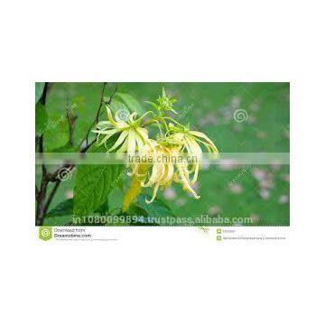 Ylang Ylang Oil