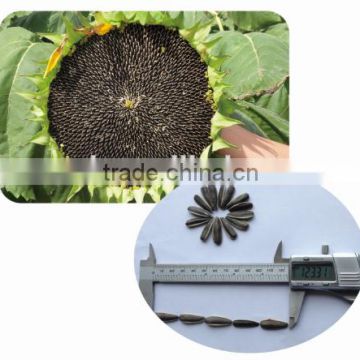 1312 high resistance chinese sunflower seed