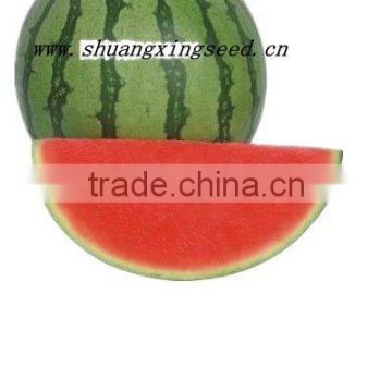 SXM 1 Good quality early maturityseedless watermelon seeds