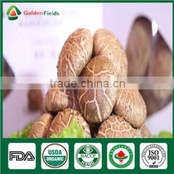 Fresh Dry High Yield Whole Part Hotsale China Mushroom Shiitake Growing Sawdust Spawn