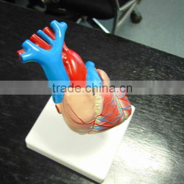 Heart model,anatomic model