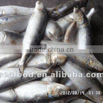 Frozen Sardine fish