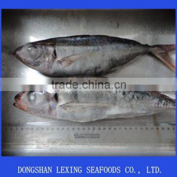 frozen BQF horse mackerel red tail