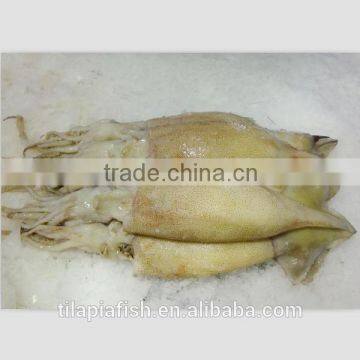 Chinese squid