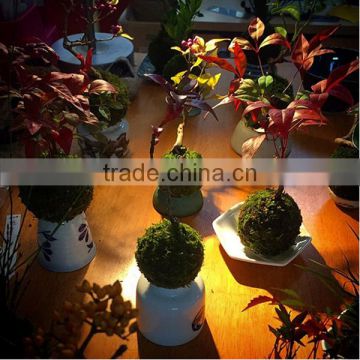 Magnetic levitating wholesale bonsai trees and pot for sale