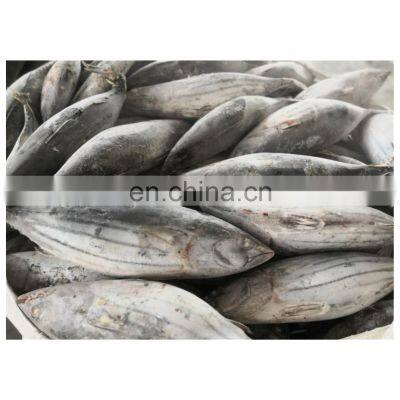IQF WR frozen skipjack tuna fish good price for export