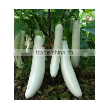 Vegetable Seeds:All Kinds Of Eggplant Seeds With Different Colors
