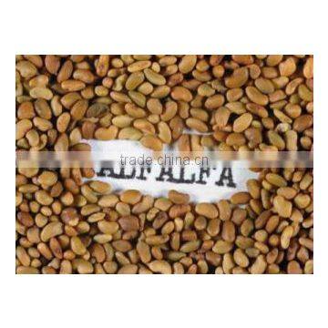 Best Quality Sprouting ALFALFA SEEDS