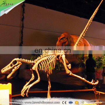 KAWAH Exhibition Show Attractive Artificial Raptor Skeleton For Sale