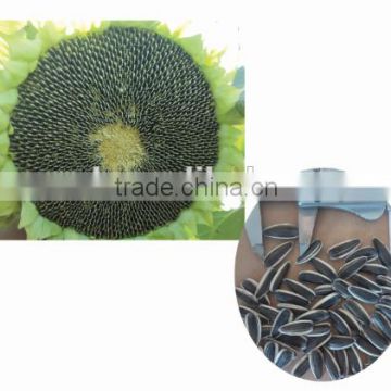 1505 Long-grain high quanlity sunflower seeds