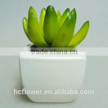 beauty mini plastic potted succulents for office decoration