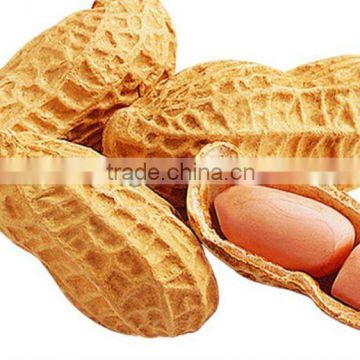 Export Peanut In China