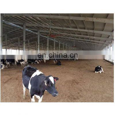 Long Span Dairy Cow Farm Steel Structure Shed Building