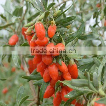 HIMALAYA GOJI BERRIES 280, NINGXIA ZHONGNING GOJI MANUFACTURE,FRESH GOJI BERRIES 2015