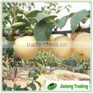Chinese ya pear average wholesale price