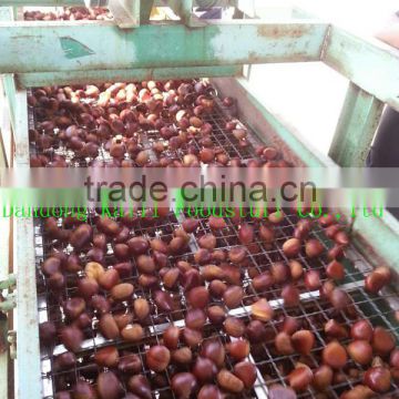 Dandong China chestnut
