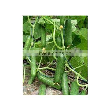 Green Cucumber Seeds F1 For Sale