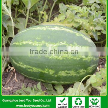 W12 Lishow no.2 big size f1 hybrid watermelon seeds green skin with red flesh