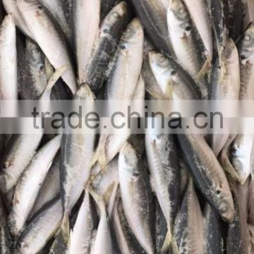 BQF frozen horse mackerel/round scad