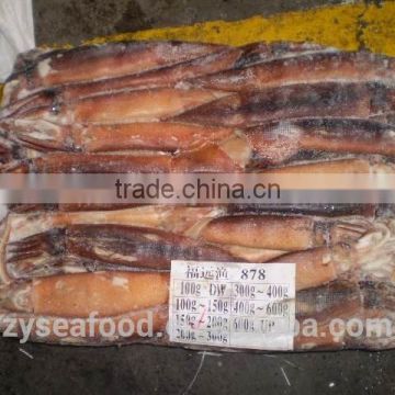 Hot selling Frozen Argentina Squid