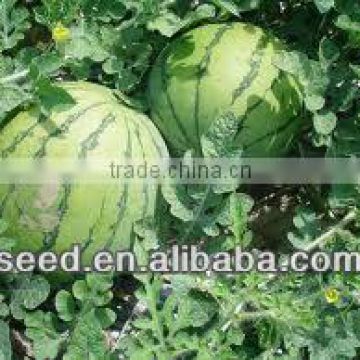 XL middle maturity and high resistance watermelon seeds