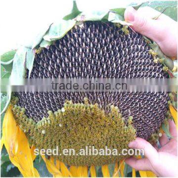 cheap chinese sunflower seeds for planting 3039