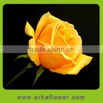 Diversified in packaging top sell rose flower hot selling on market