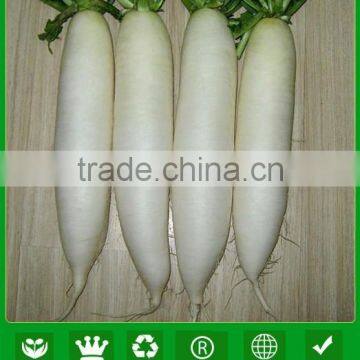 NR02 Haocy white quality radish seeds for growing