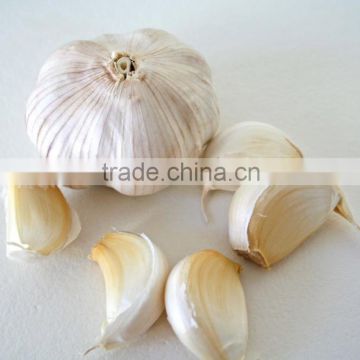 wholesale garlic price