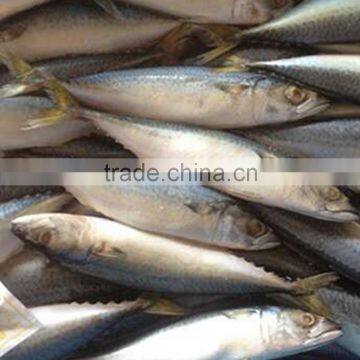 FOB QINGDAO frozen pacific mackerel fish