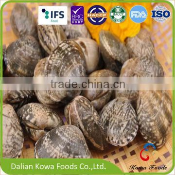 High quality frozen boiled short necked clam with shell for sale