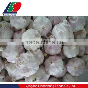 Fresh Normal White Garlic GAP/ KOSHER/ HALAL Certification