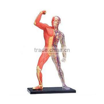 Muscle & Skeleton Model