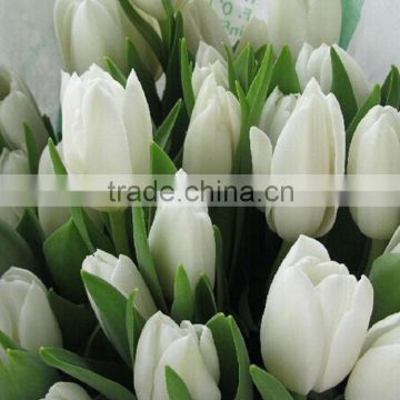Color top sell fresh cut flowers tulip high quality