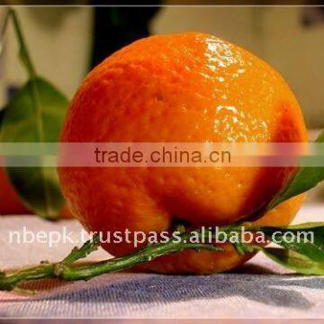 Mandarin Orange, Citrus fruit from Pakistan