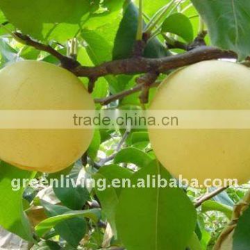 new fresh golden pear from china
