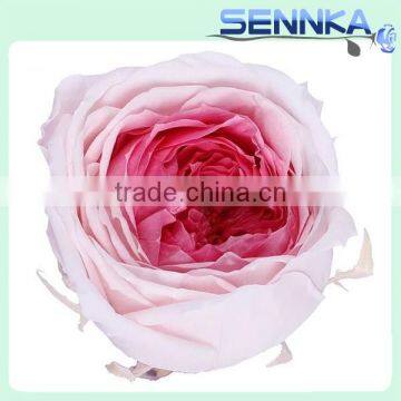 Fresh cut roses Preserved Fresh Flower Asuting Rose For Wedding Decoration