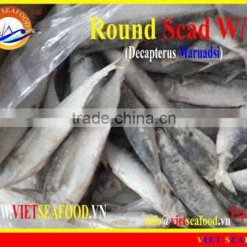 FROZEN ROUND SCAD WHOLE ROUND