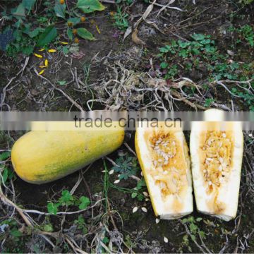 Yellow Acer No.2 high resistance hybrid squash seeds