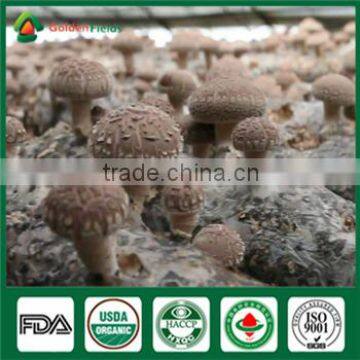 Mushroom Company Bulk Supply Wholesale Price of Shiitake Mushroom Growing Log Bag Kit