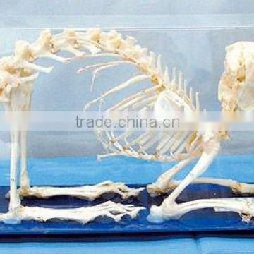Delicate rabbit/animal skeleton specimen for medical or teaching use